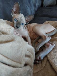Canadian Sphynx Kitten weiblich 3 Monate im Doppelpack