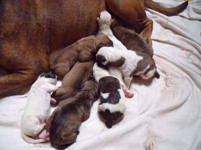 American Old Englisch Bulldog Mix Welpen