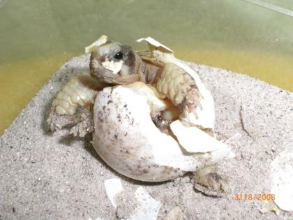 Verkaufe Landschildkröten aus Hobbyzucht 2022 und Floraton 3