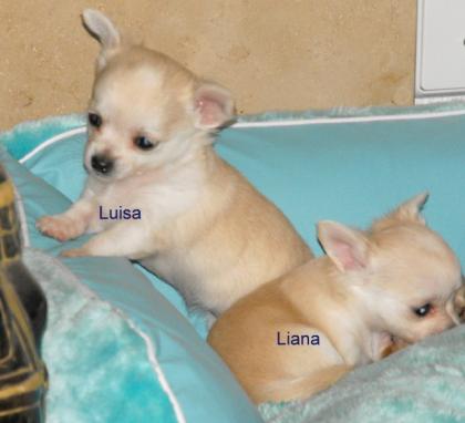 Chihuahuawelpen aus Weltsiegerverpaarung