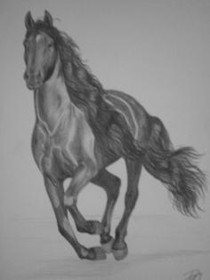Suche Westernreitbeteiligung in Duisburg Düsseldorf oder Krefeld