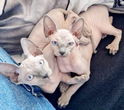 Canadian Sphynx Kitten weiblich 3 Monate im Doppelpack