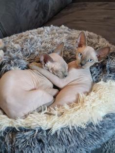 Canadian Sphynx Kitten weiblich 3 Monate im Doppelpack