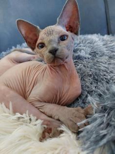Canadian Sphynx Kitten weiblich 3 Monate im Doppelpack