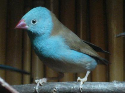 Blaukopfschmetterlingsfink Dybowski-Tropfenastrild