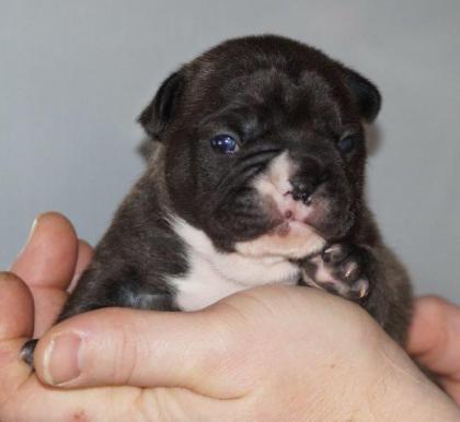 Französische Bulldoggen Welpen zu mitte/ende Februar 2022 mit Pap.