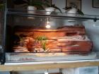 Terrarium 100x50x50 mit toller Felsenrückwand