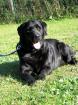 Labrador-Hündin Bonny