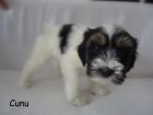 Unsere Tibet Terrier suchen ein neues Zuhause