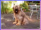Briard-Welpen Rüden in fauve mit Papieren Ende Mai abzugeben