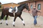 DREAM DRESSAGE - 157cm 3J. - DRESSUR-Crack in klein