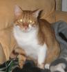 Junger Kater 1 1/2 J. aus Tierschutz schüchtern sucht geduldiges zu Hause Pfl