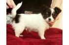 Chihuahua Welpen Hündinnen und Rüde suchen neues liebvolles Zuhaus