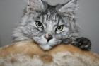 Liebevolle Maine Coon mit Papieren sucht ein neues zu Hause.