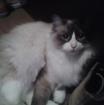 Junger Ragdoll Kater sucht dringend neues Zuhause
