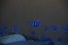 Frontosa blue zaire moba WFNZ 4cm
