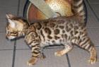Reinrassige BABY BENGAL KATZE in Snow Brown Tabby Spotted und Silver für die.