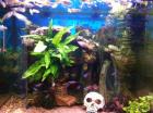 Aquarium 80 Liter mit Filter Pumpe Zubehör