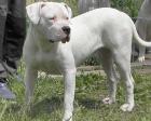 Dogo Argentino Welpen Wurfplanung Winter 2022/2014
