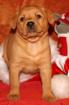 Foxred Labrador Welpe Mexx unser Goldstück sucht tolle Familie