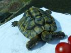 Griechische Landschildkröte Schildkröte männlich 18 Jahre aus Freilandhaltung