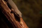 Taggeckos Phelsuma Hielscheri abzugeben