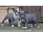 Pitbull Welpe APBT 12 Wochen alt weiß
