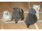 BKH SCOTTISCH FOLD KATZENBABYS BABYKATZEN