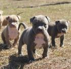 Reinrassige Pitbullwelpen von kräftigen
