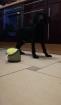 Weimaraner-Cockermix Welpe