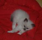Heilige Birma Kitten zu verkaufen