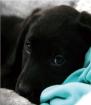 Heimtierbedarf für Hund und Katze.