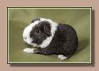 Rassemeerschweinchen -US-Teddy s