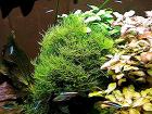 Javamoos Aquariumpflanzen Versand/ Abholung
