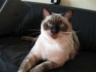 Lieber Siam-Einzelkater Bobe