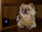 Pekinese sucht eine hündin zum decken