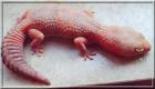 0 2 Hemitheconyx Amel u. Striped Lidgeckos