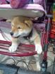 Zuckersüsse Shiba Inu Welpen