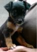 Bezaubernde Chihuahuamix Welpen