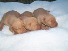 Magyar Vizsla Ungarischer Vorstehhund Welpen zu verkaufen in Ungarn in der Nä