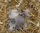 Junge Goldhamster Teddyhamster in verschi. Farben ab mitte August abzugeben.