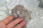 Britisch Kurzhaar Kitten in blau und lilac