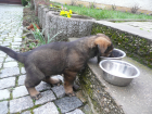 Schäferhundwelpen rein DDR zu verkaufen