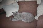 British Kurzhaar Kater
