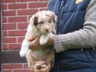 Amor ein red-merle Australian Shepherd Rüde/Welpe