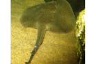 Potamotrygon Reticulatus Süßwasserrochen