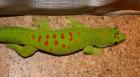 1. 0 phelsuma grandis