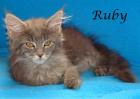 Maine Coon Babys