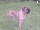 Old American Mastiff