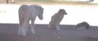 ACHTUNG Alle Pferde Hunde Katzenbesitzer -